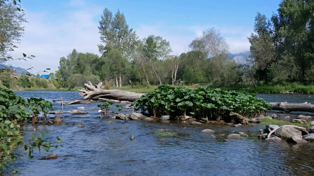 Video of Petasites radiatus thickets in the Ursul River in Altai. Natural summer aquatic landscape.