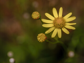 Close-up photography of a tarweed tiny yellow wildflower and a couple of buds, captured in a field near the colonial town of Villa de Leyva, in central Colombia.