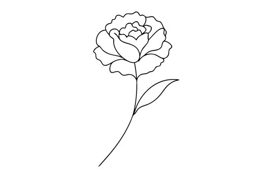 recommend clip art: Line Drawing of Carnation Detailed Line Art Vector Illustration