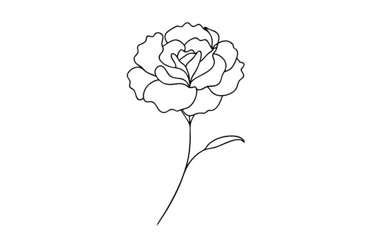 recommend clip art: Line Drawing of Carnation Detailed Line Art Vector Illustration