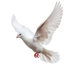 Fototapeta premium White dove flying isolated transparent background