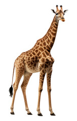 Fototapeta premium PNG Giraffe wildlife animal mammal.