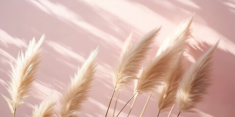 pampas grass with long, slender leaves and fluffy beige plumes against an isolated soft pink background