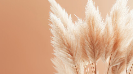 pampas grass with long, slender leaves and fluffy beige plumes against an isolated coral background
