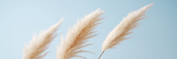 pampas grass with long, slender leaves and fluffy beige plumes against an isolated light blue background