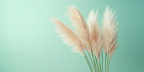 pampas grass with long, slender leaves and fluffy beige plumes against an isolated mint green background