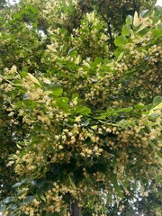 Fototapeta premium Beautiful linden tree with blossoms and green leaves, low angle view