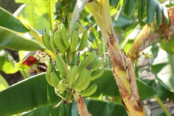 Tropical tree with green leaves and ripening bananas outdoors
