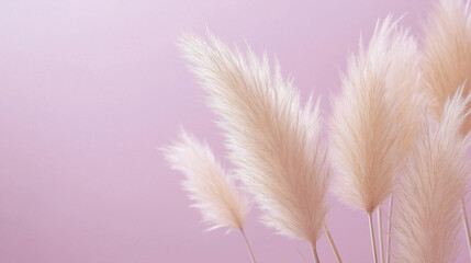 pampas grass with long, slender leaves and fluffy beige plumes against an isolated lilac background