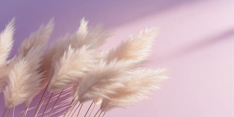 pampas grass with long, slender leaves and fluffy beige plumes against an isolated lilac background