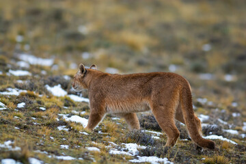 Puma walking in mountain environment, Torres del Paine National Park, Patagonia, Chile.
