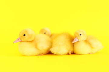 Cute ducklings on yellow background