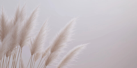 pampas grass with long, slender leaves and fluffy beige plumes against an isolated lilac background