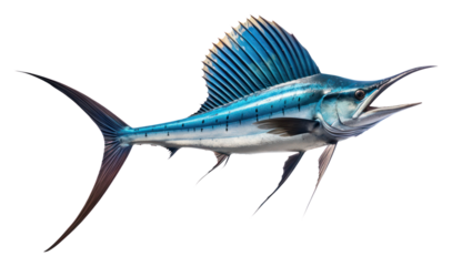 PNG Sailfish animal white background swordfish.
