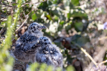 Newborn seagulls along the coast in La Jolla