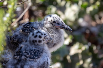 Newborn seagulls along the coast in La Jolla