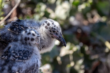 Newborn seagulls along the coast in La Jolla