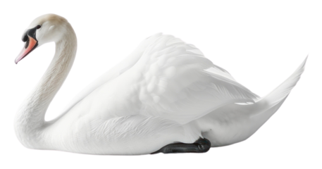 PNG Elegant swan on white background