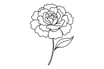  Line Drawing of Marigold Detailed Line Art Vector Illustration