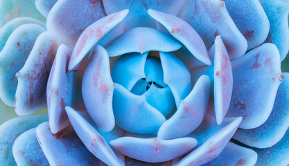 Blue purple succulent plants. Natural background. top view. Shallow depth of field