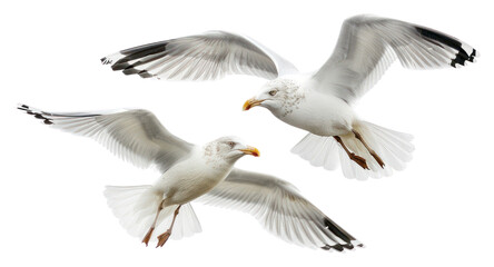 Obraz premium PNG Seagulls flying in harmony