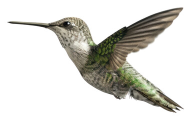 PNG Hummingbird in mid-flight motion