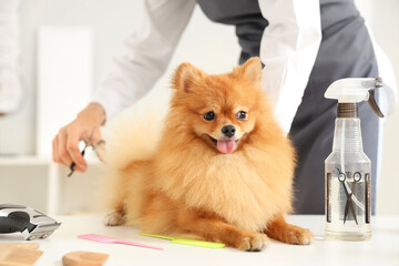 Female groomer taking care of cute Pomeranian spitz in salon