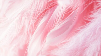 Soft Pink Feathers