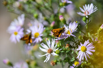 Butterflies On Wildflowers