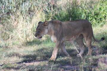 lion cub in the wild