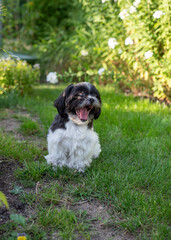 Black and White Shih Tzu Dog on Grass in Summer