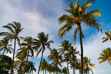 Palm tree. Summer vacation in Miami south beach, Florida. Palm tree of California. Tropical beach...