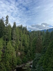 pine forest in the mountains