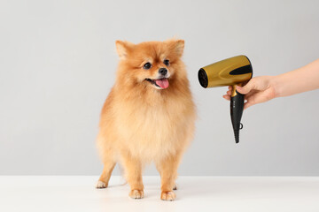 Female groomer drying cute Pomeranian dog's hair on grey background
