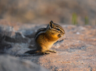 Chipmunk on a rock