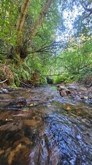 river in the forest