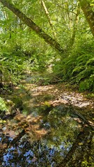stream in the woods