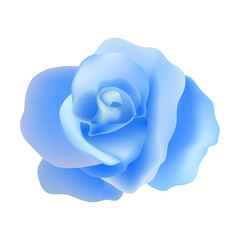 Beautiful rose isolated illustration on the white