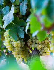 Obraz premium Ripe green grapes hanging in fruit garden in sunlight