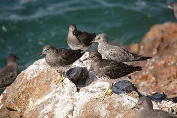 Group of shorebirds standing on rocks near water's edge.