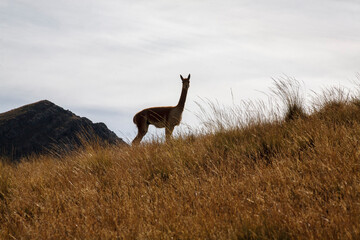 Vicuna Silhouetted Against the Horizon
