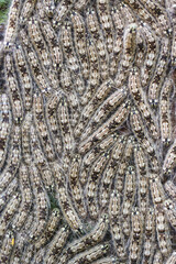 Close-up of numerous caterpillars tightly packed together