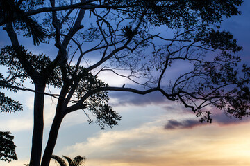 Tree silhouette at dusk with serene sunset background
