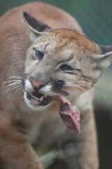 Obraz premium Wildcat devouring a piece of meat in detailed close-up