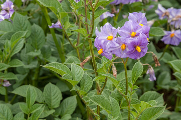 Potato Flower in the Peruvian Highlands