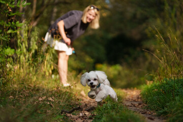 Girl throws a stick to the dog in natural park of Town. Woman in blue dress walking with dog