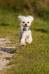 Girl throws a stick to the dog in natural park of Town. Woman in blue dress walking with dog