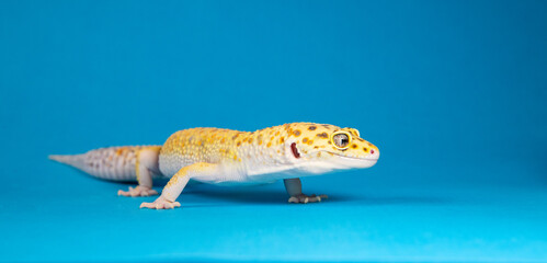 Leopard gecko - a small lizard, side view on a blue background