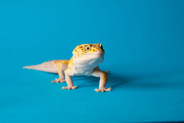 The image shows the leopard gecko, a small lizard known for its expressive eyes and mottled skin.