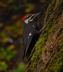 Pileated Woodpecker